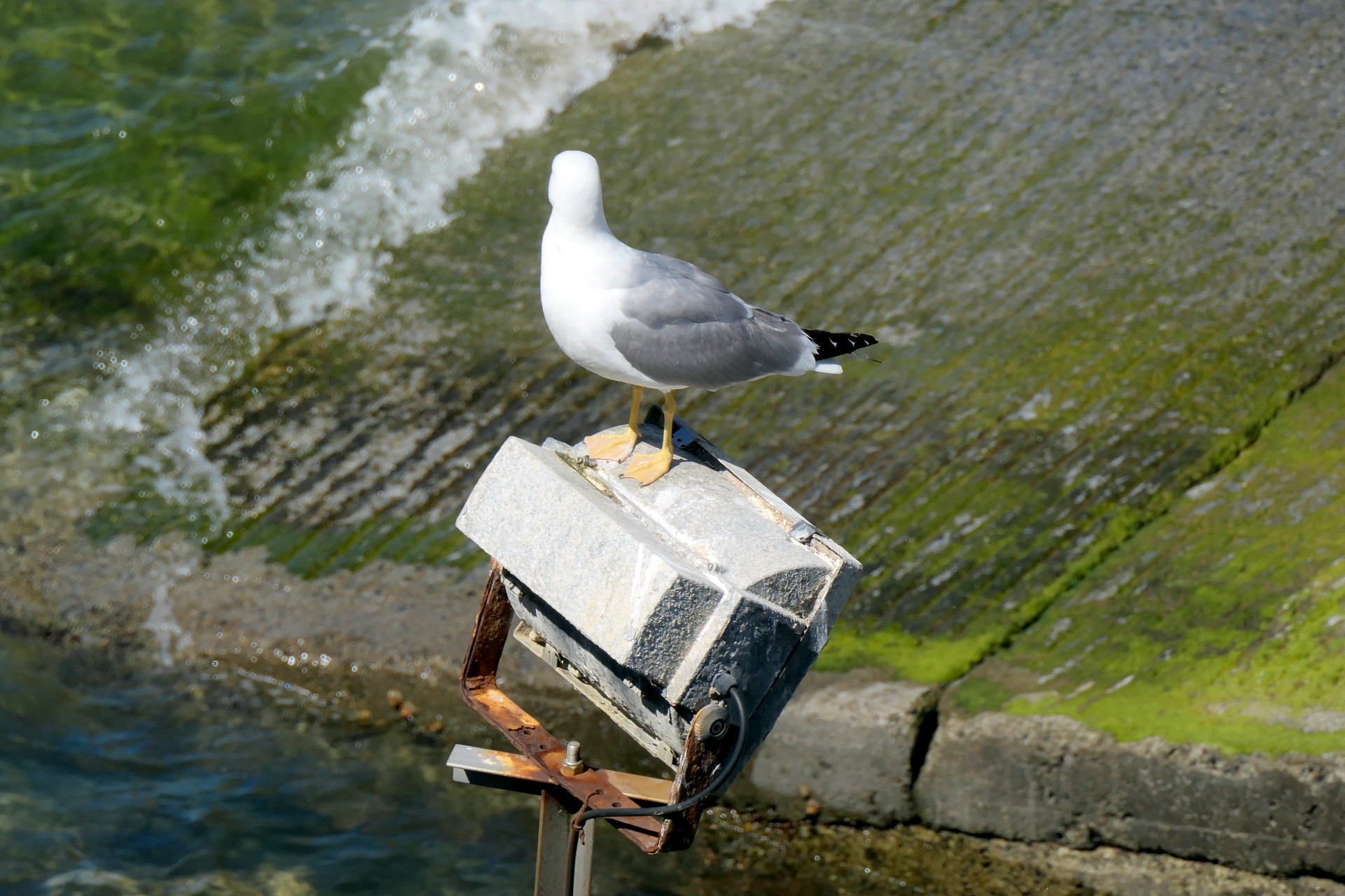 P1056765_edit_crop_scale_90