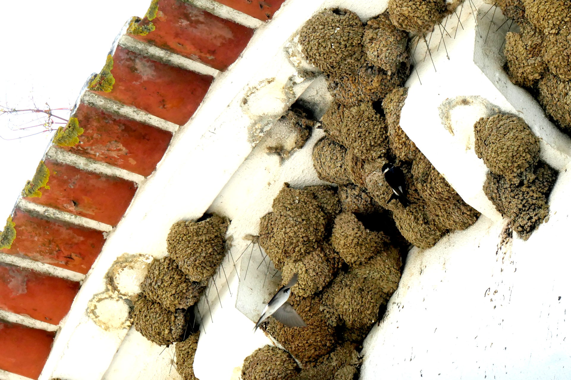 P1066913_edit_crop_scale_82